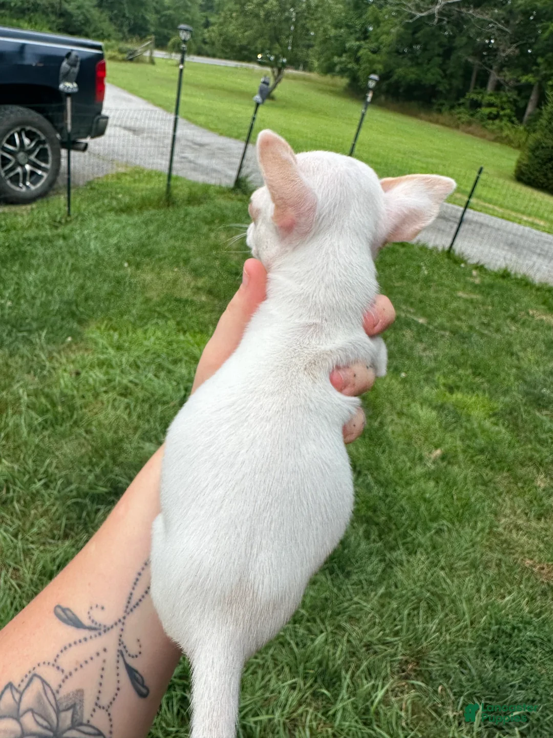 Chihuahua dogs for sale: Baby - Ad 2