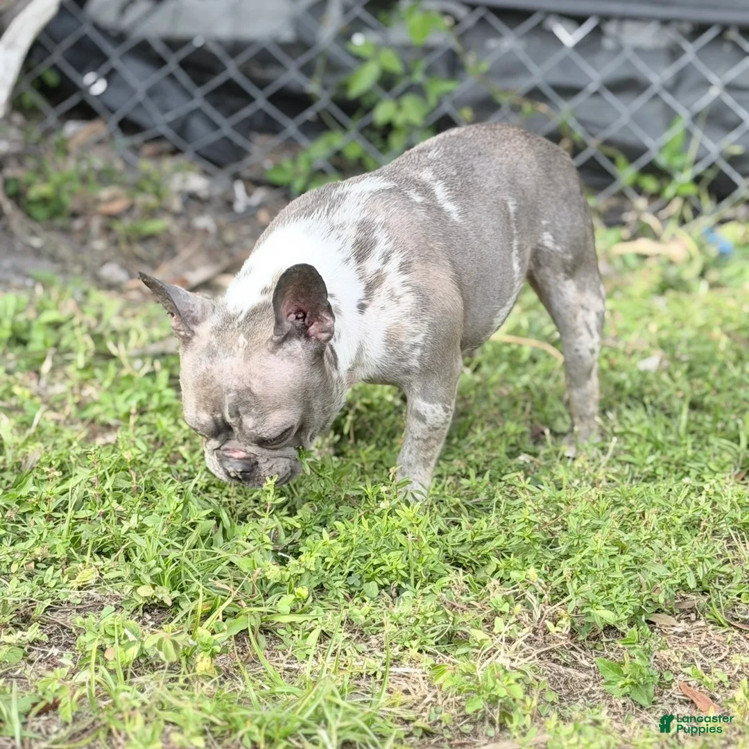 French Bulldog dogs for sale: Stormy - Ad 3