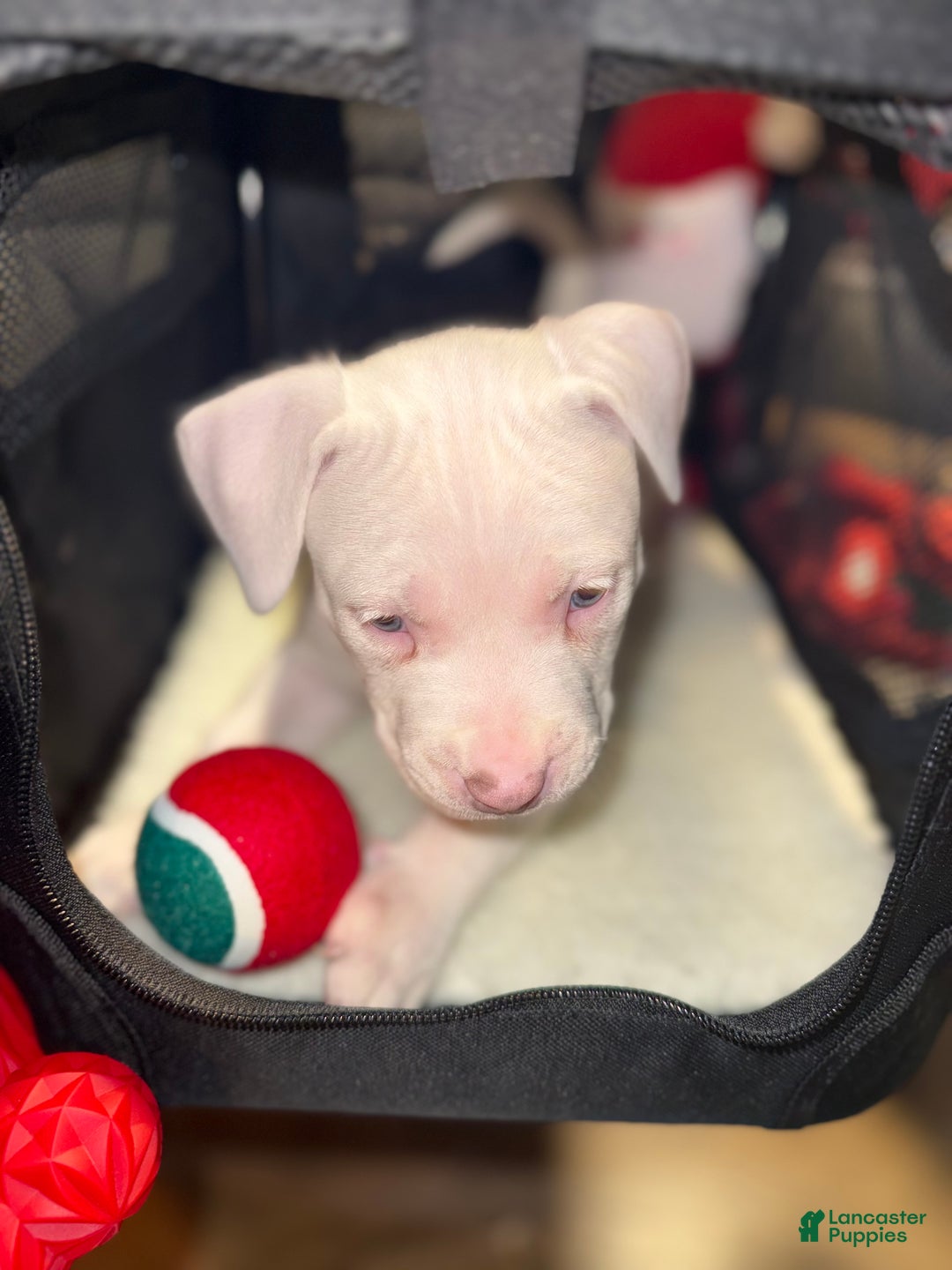 American Bully dogs for sale: Marshmallow  - Ad 1