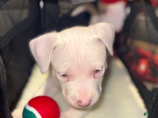 American Bully dogs Marshmallow - Ad 33