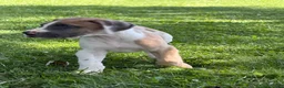Great Dane dogs for sale: Parker Great Dane  - Ad 12