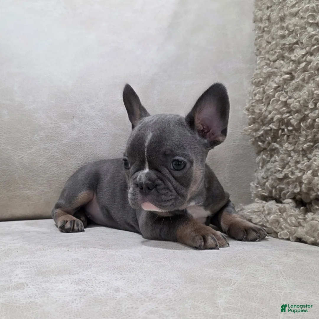 French Bulldog dogs for sale: Fiona - Ad 8