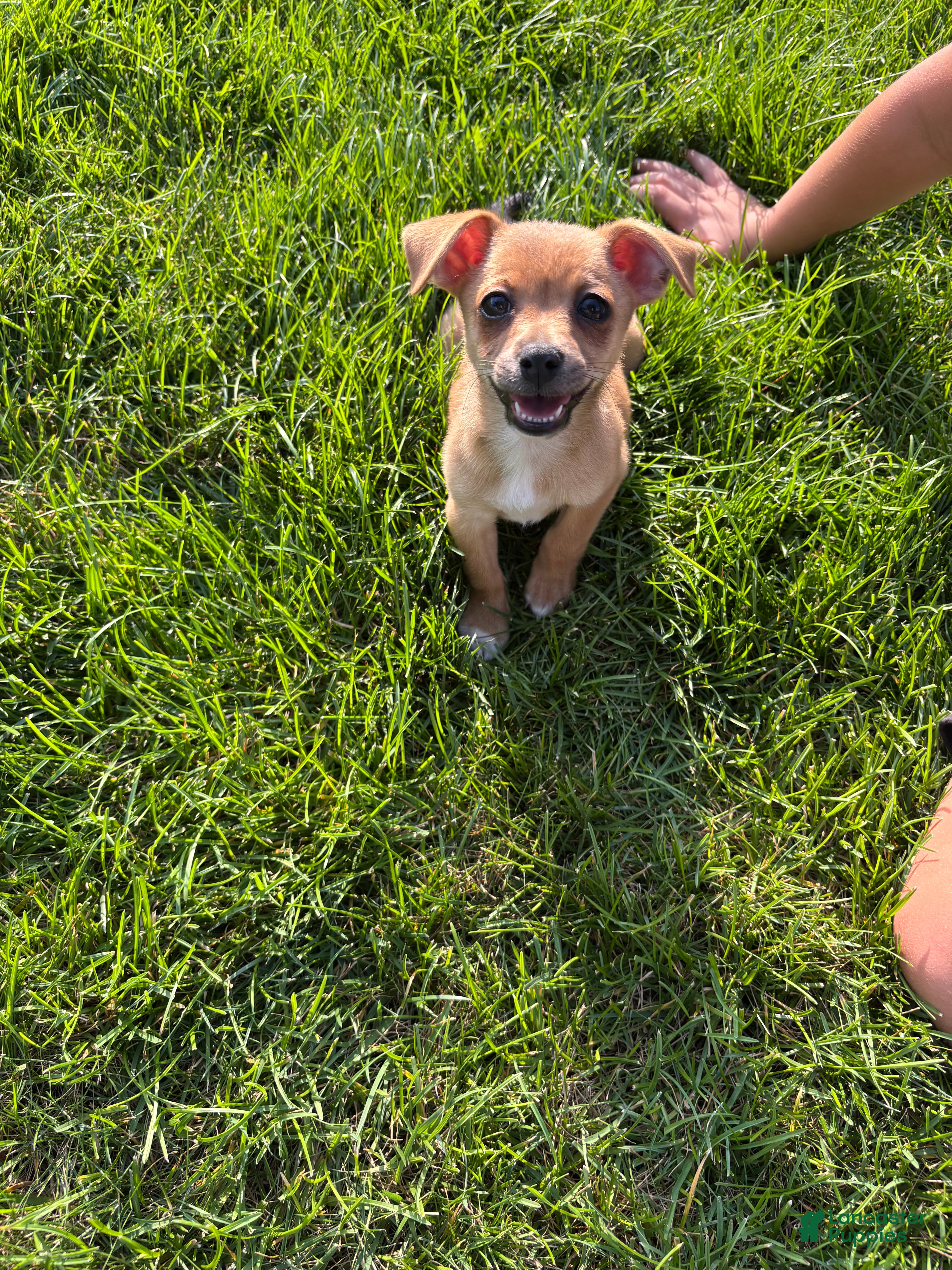 Chihuahua dogs Chihuahua 1 - Ad 2