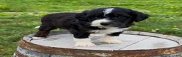 Mini Bernedoodle dogs for sale: Fusilli - Ad 2
