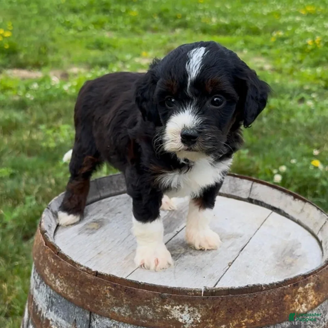 Mini Bernedoodle dogs for sale: Fusilli - Ad 2