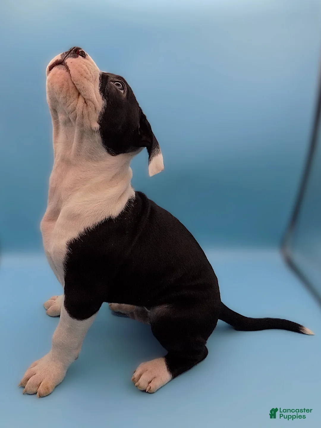 Mixed Breed dogs for sale: Po  - Ad 4