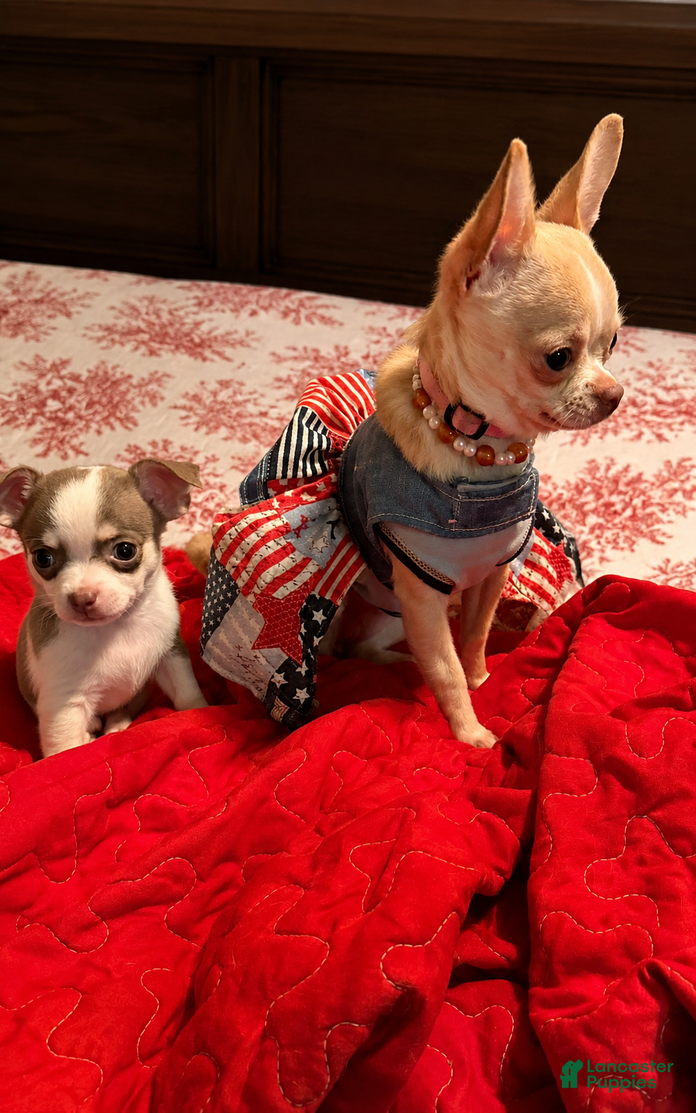 Chihuahua dogs Finley - Ad 1
