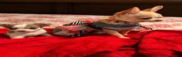 Chihuahua dogs for sale: Finley - Ad 4