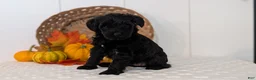 Schnoodle dogs for sale: Raven - Ad 3