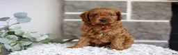Cavapoo dogs for sale: Solly  - Ad 12