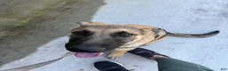 German Shepherd dogs for sale: Desert - Ad 5