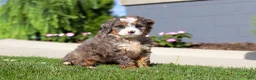 Mini Bernedoodle dogs for sale: Milk Dud - Ad 3