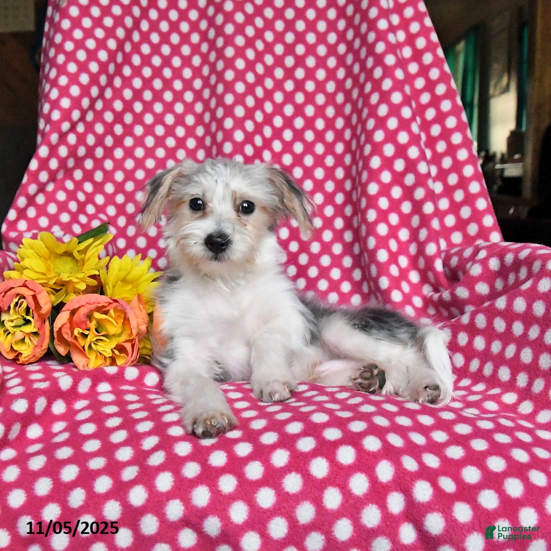 Morkie dogs for sale: Max - Ad 2