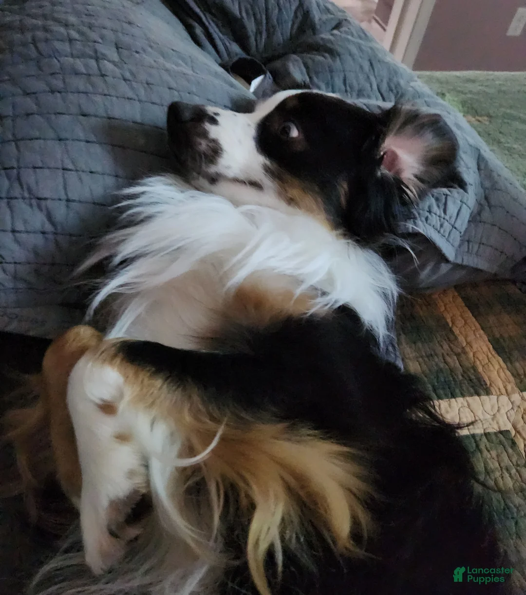 Miniature Australian Shepherd dogs for sale: Miniature Australian Shepherd Puppy 5 - Ad 1