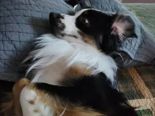 Miniature Australian Shepherd dogs Miniature Australian Shepherd Puppy 5 - Ad 10