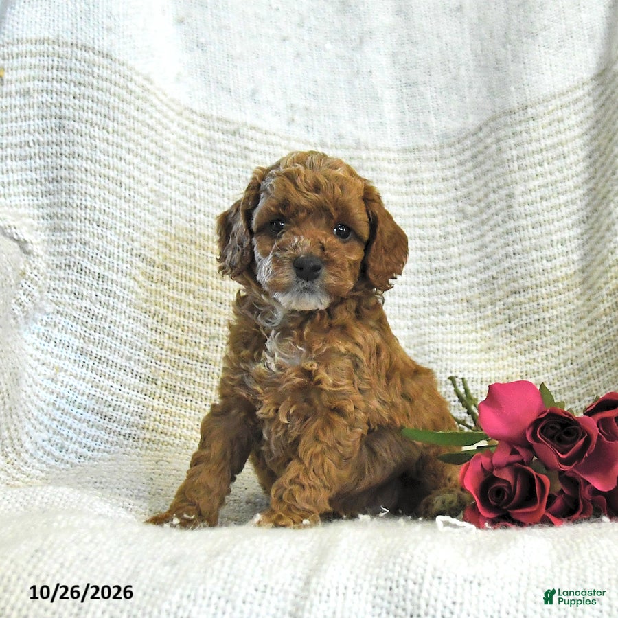 Cockapoo dogs for sale: Carter - Ad 1