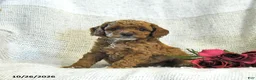 Cockapoo dogs for sale: Carter - Ad 1