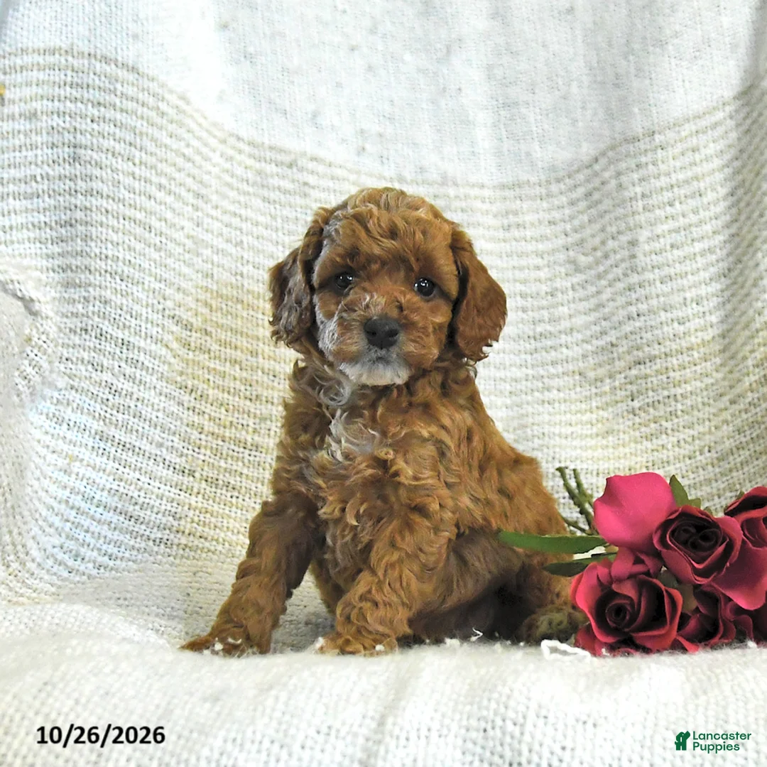 Cockapoo dogs for sale: Carter - Ad 1