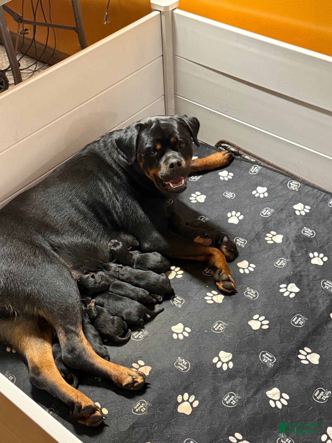 Rottweiler dogs for sale: Hercules - Ad 2