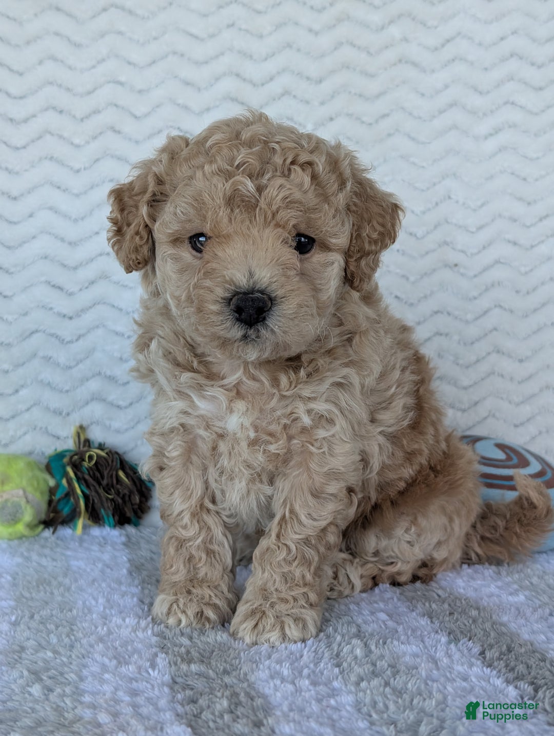 Bichpoo dogs for sale: Darla - Ad 14