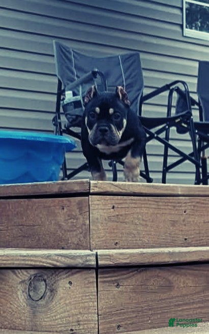 American Bully dogs American Bully 1 - Ad 39