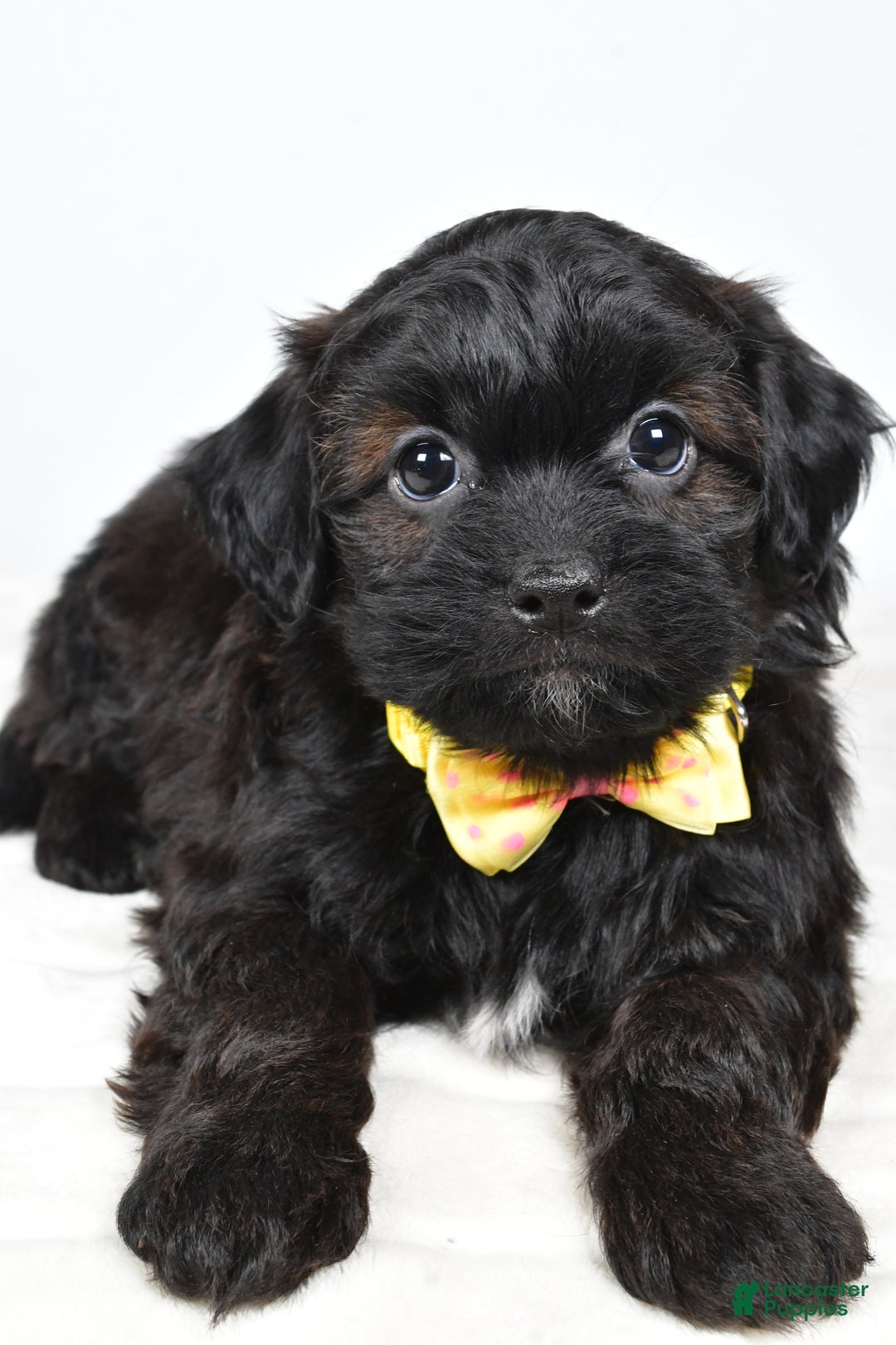 Shihpoo dogs for sale: Ike  - Ad 4