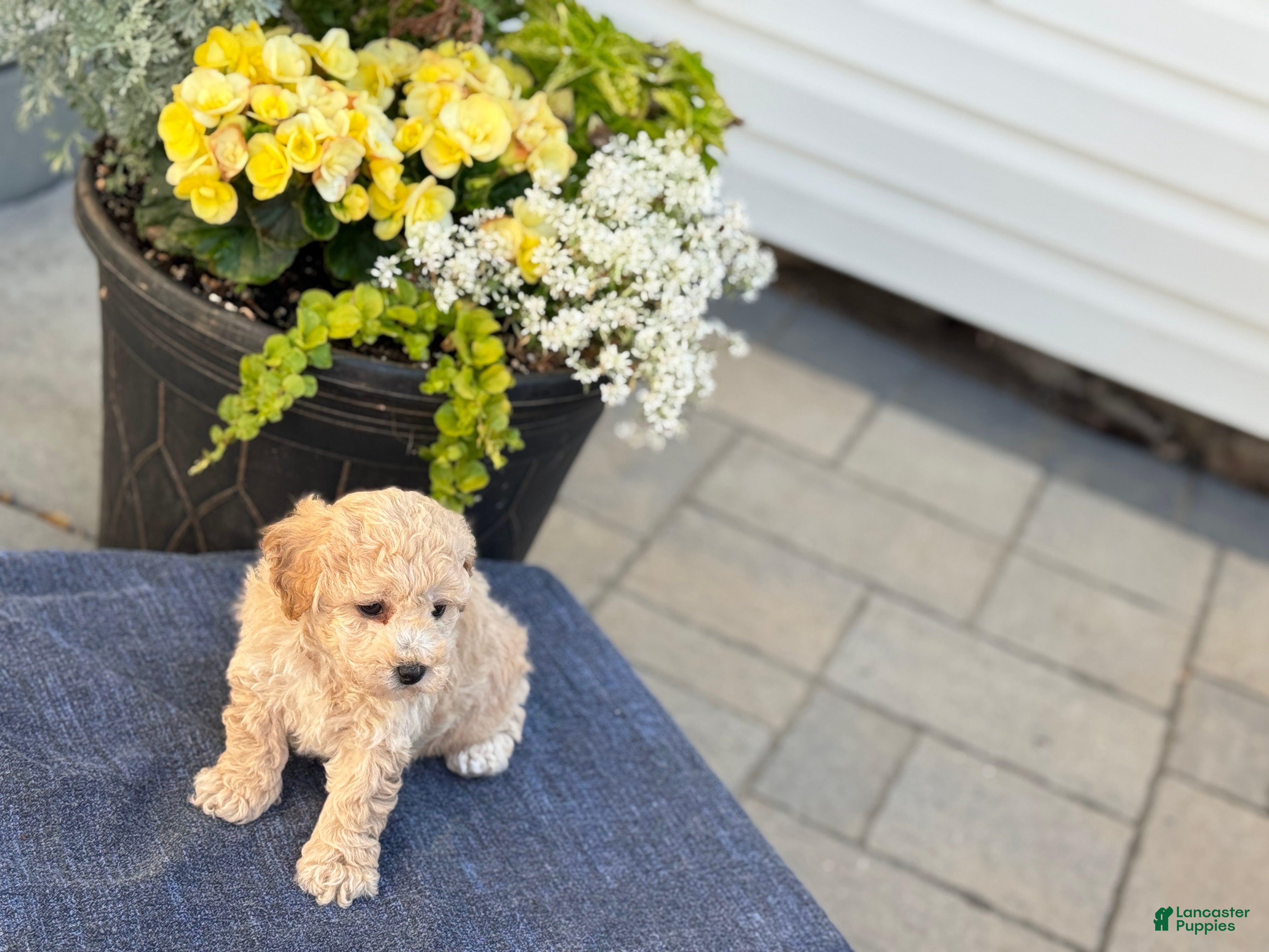 Bichpoo dogs for sale: Franklin - Ad 12