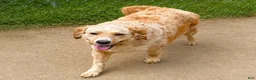 Goberian dogs for sale: Kiwi - Ad 4