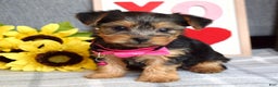 Yorkshire Terrier dogs for sale: Haddie - Ad 8