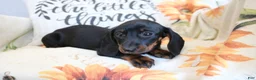 Miniature Dachshund dogs for sale: Danny  - Ad 3