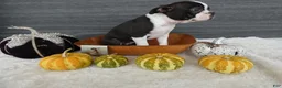 Boston Terrier dogs for sale: Boston Terrier 3 Stacy - Ad 5