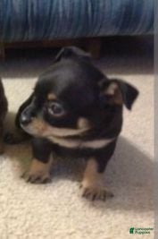 Chihuahua dogs Teddy - Ad 42