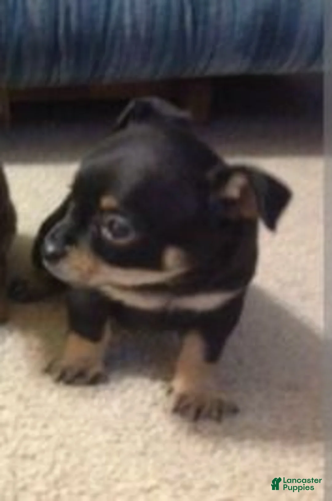 Chihuahua dogs for sale: Teddy - Ad 1