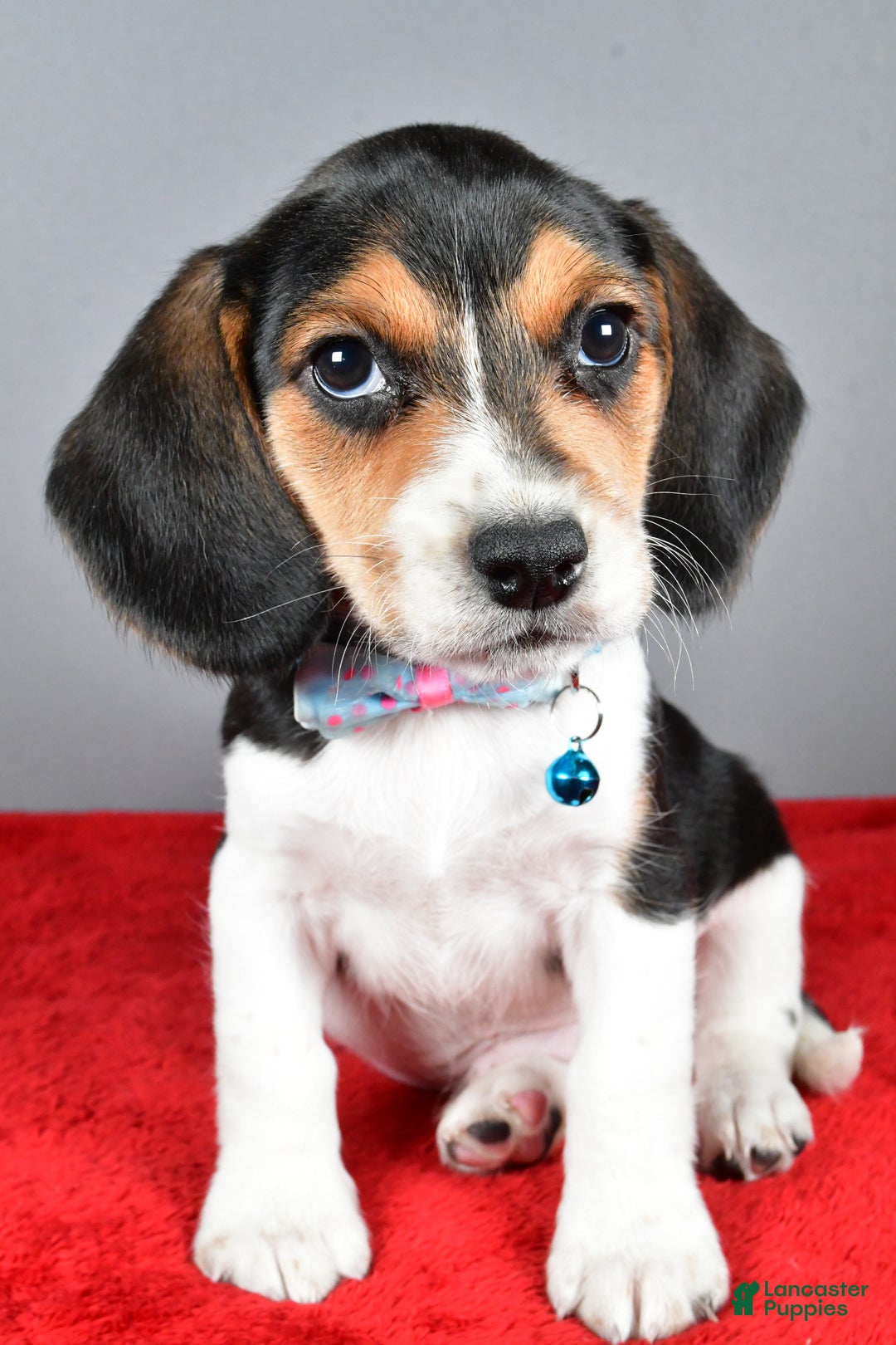 Beagle dogs for sale: Josh - Ad 6