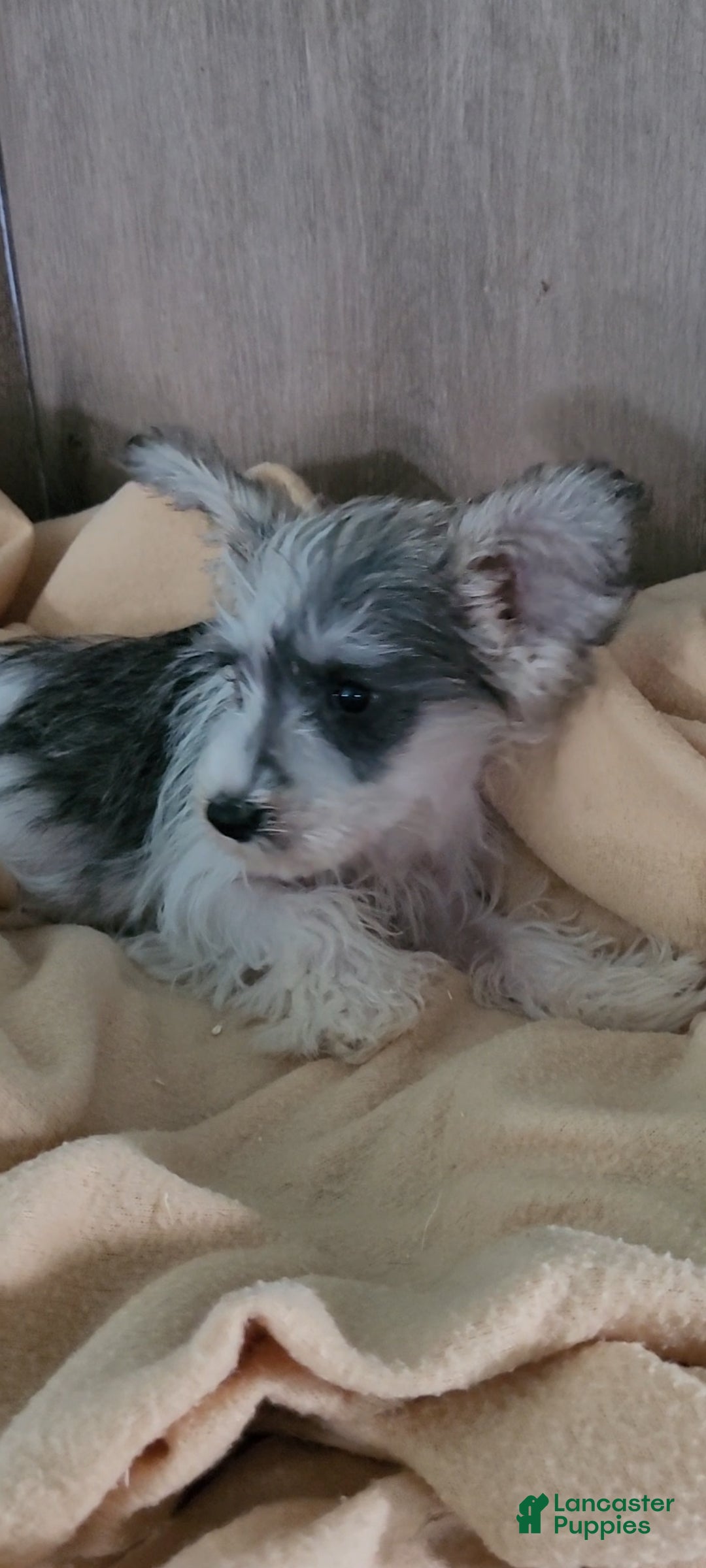 Miniature Schnauzer dogs AKC Lily - Ad 2