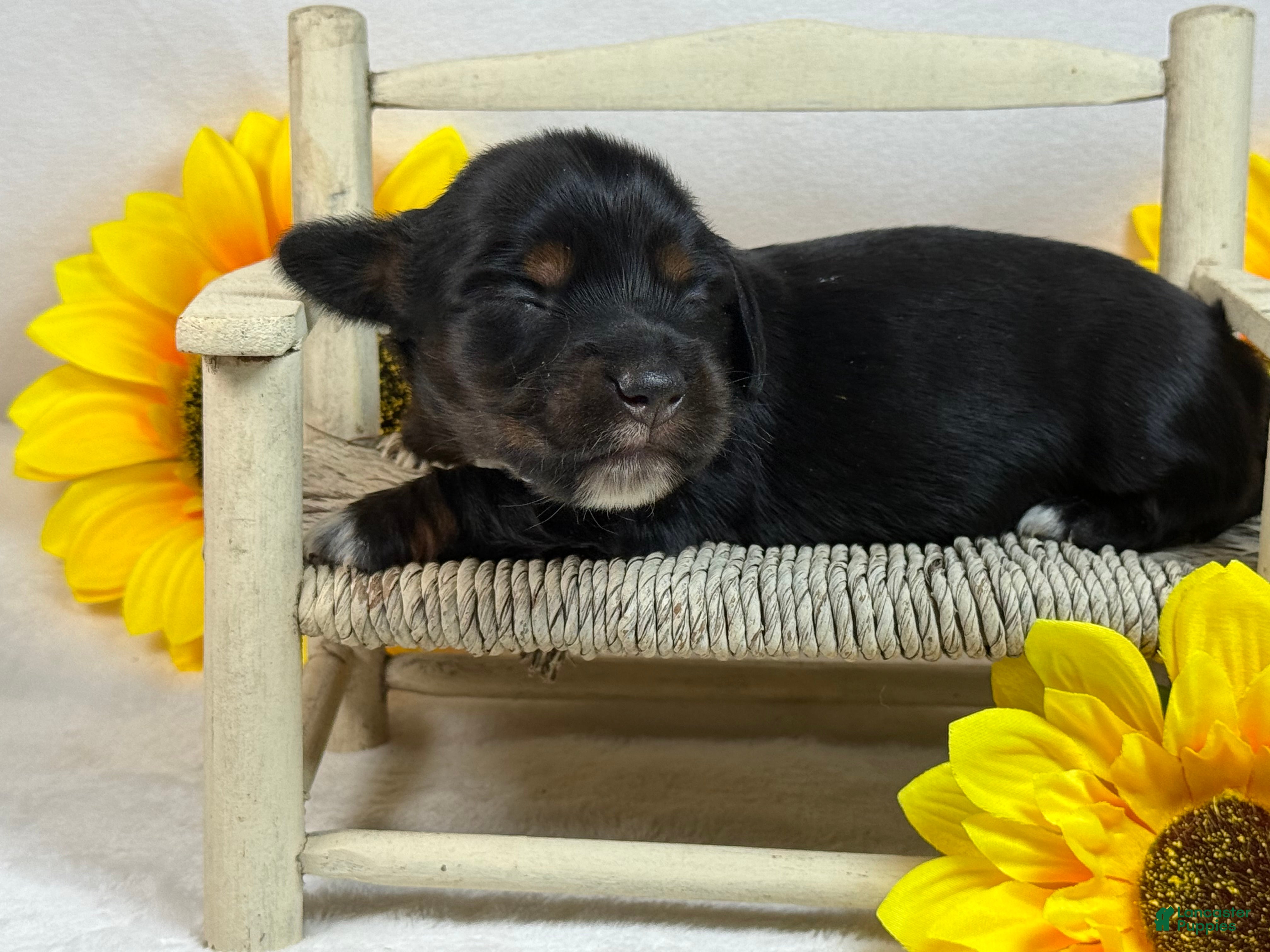 Miniature Dachshund dogs Black girl - Ad 16