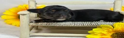 Miniature Dachshund dogs for sale: Black girl - Ad 1