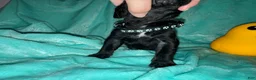 Cane Corso dogs for sale: Black Collar Male - Ad 5