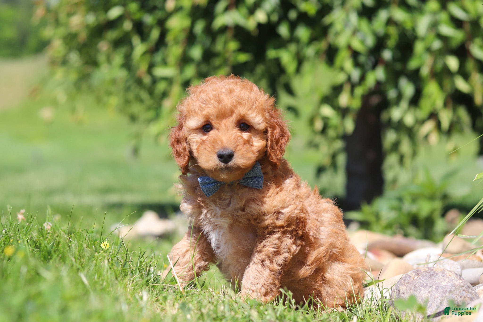 Mini Goldendoodle dogs Chase - Ad 2