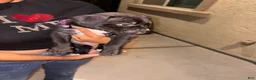 American Pit Bull Terrier dogs for sale: American Pit Bull Terrier 1 - Ad 3