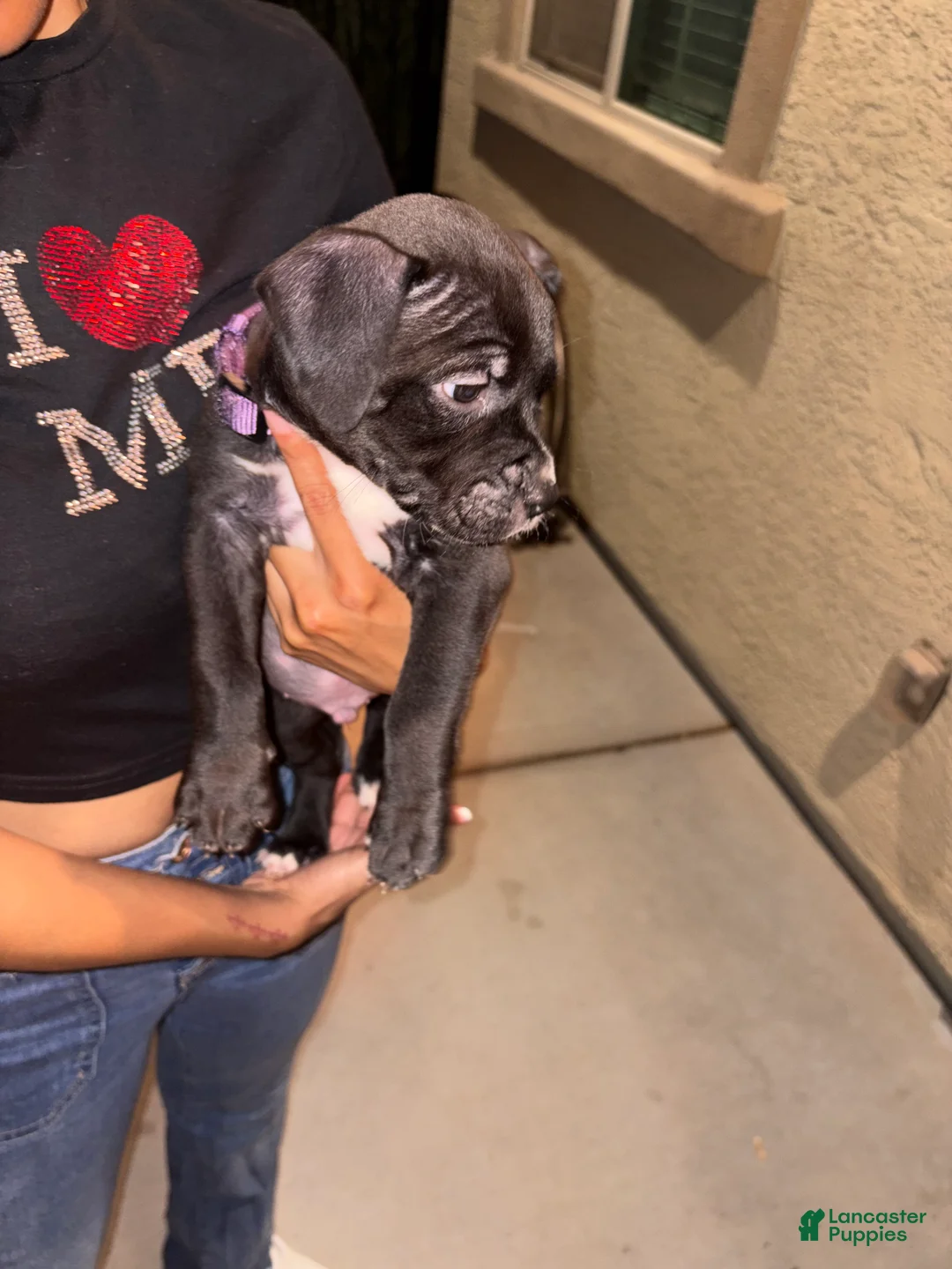 American Pit Bull Terrier dogs for sale: American Pit Bull Terrier 1 - Ad 3