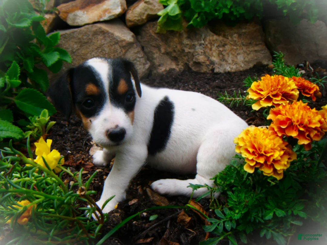 Jack Russell Terrier dogs for sale: Carrie - Ad 2