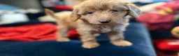 Aussiedoodle dogs for sale: Sweetie - Ad 4