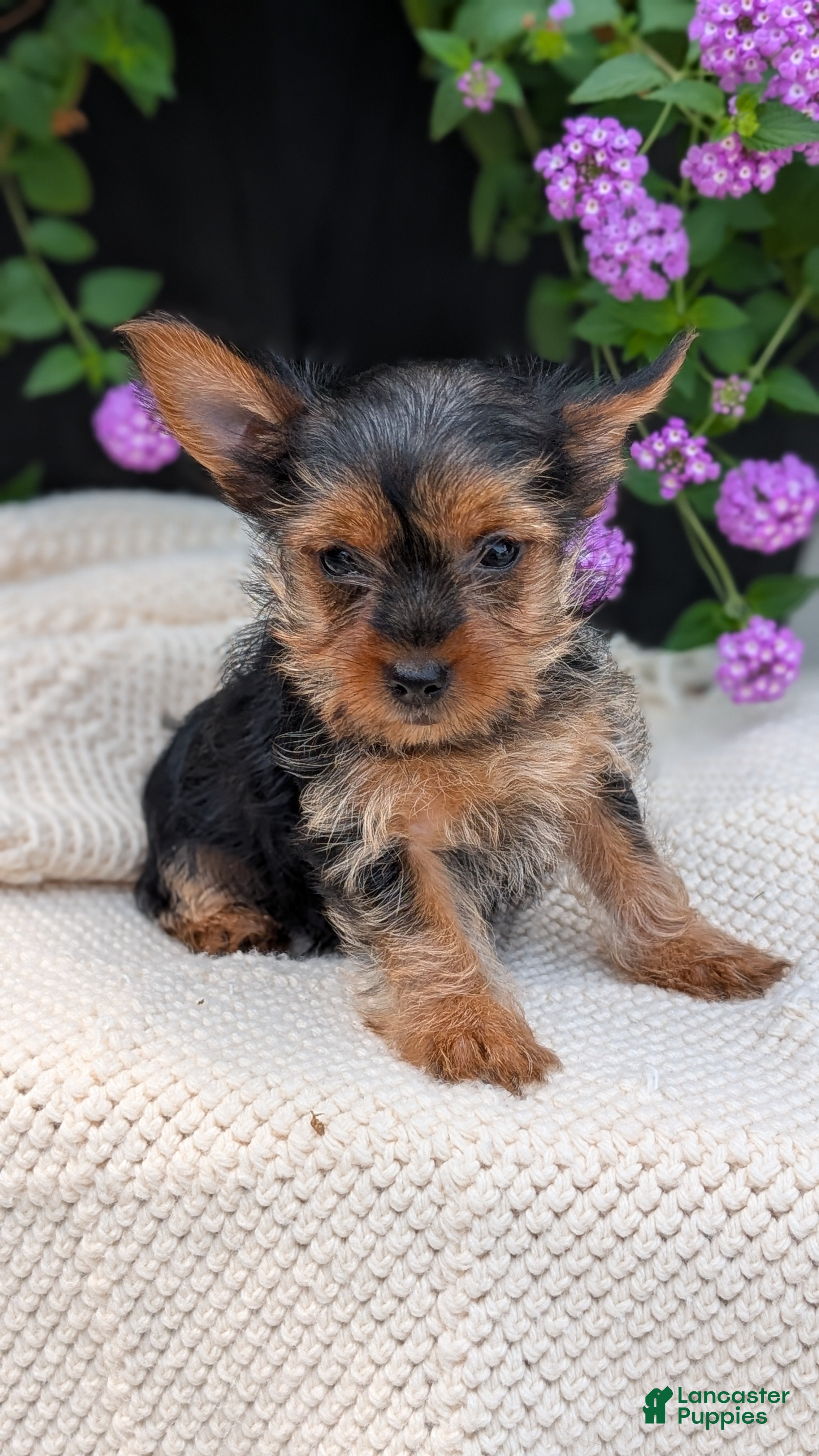 Yorkshire Terrier dogs Gemma - Ad 2
