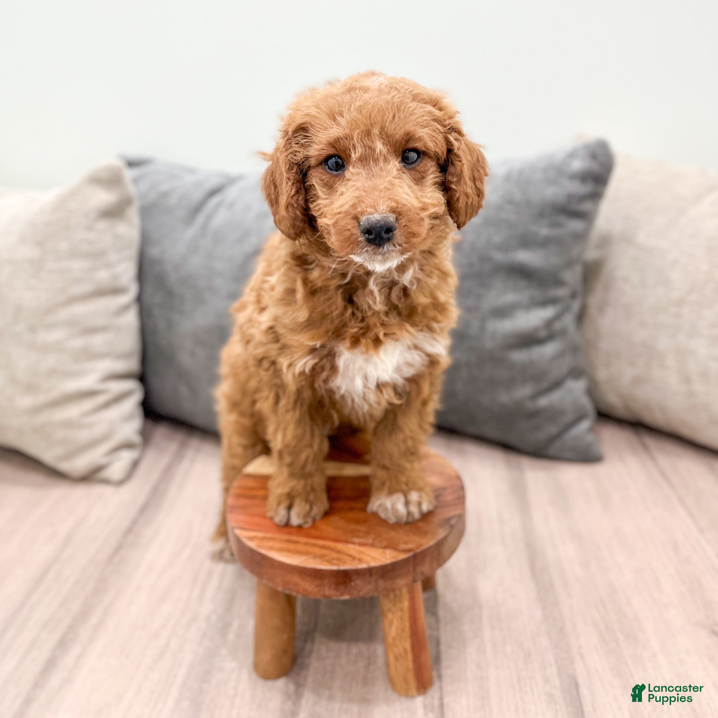 Goldendoodle dogs Ashley - Ad 2