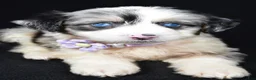 Mini Aussiedoodle dogs for sale: Wulu - Ad 8