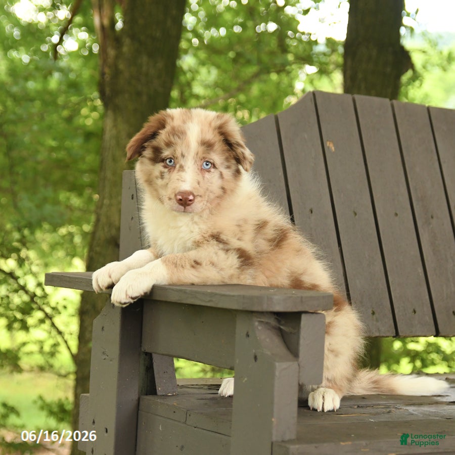 Border Collie dogs Max - Ad 1