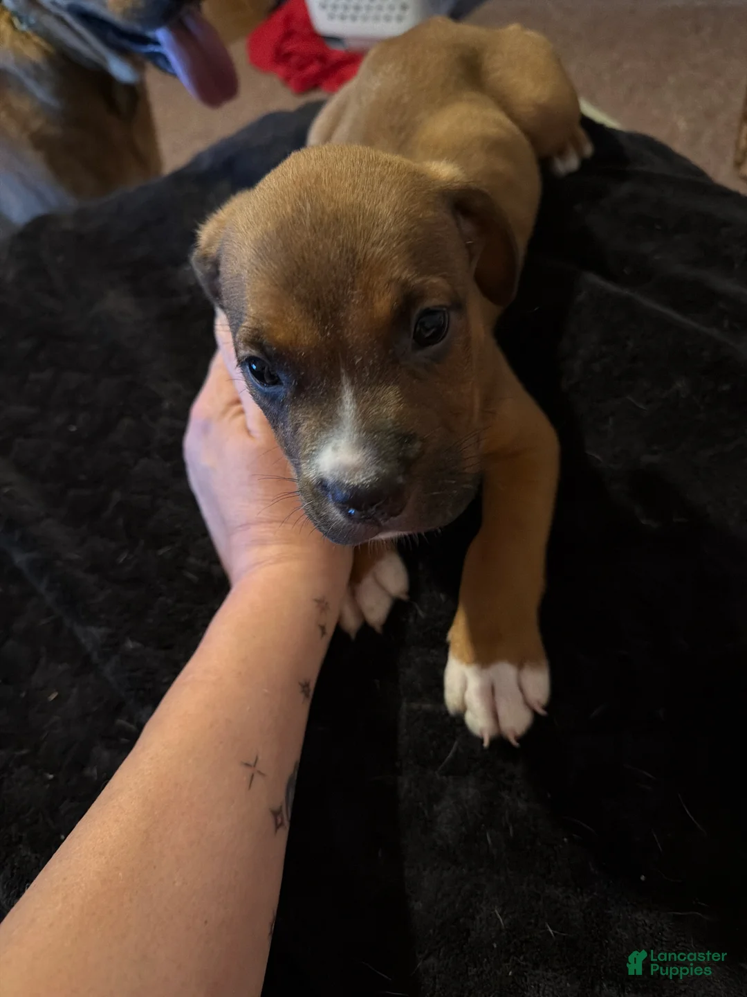Mixed Breed dogs for sale: Mixed Breed 1 - Ad 2