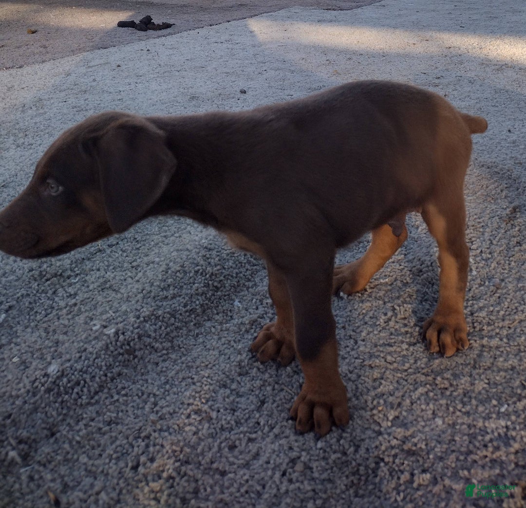 Doberman Pinscher dogs for sale: Doberman Pinscher Puppy 3 - Ad 1