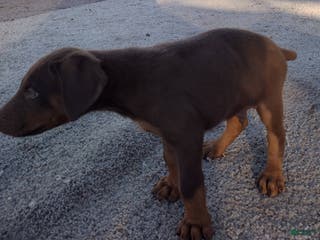 Doberman Pinscher dogs Doberman Pinscher Puppy 3 - Ad 12
